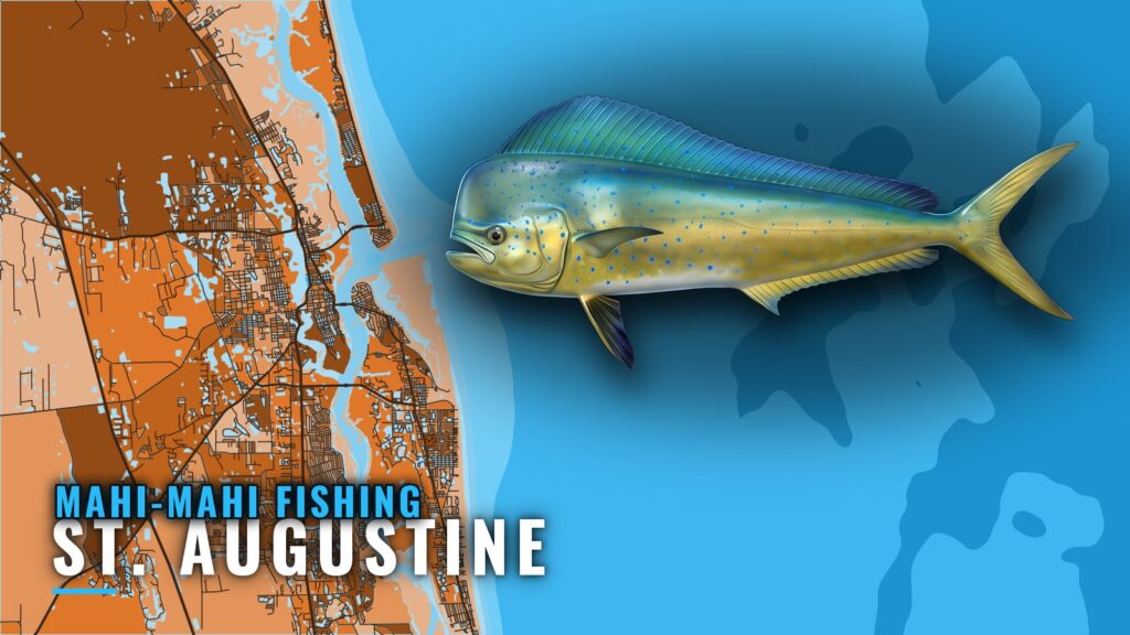 Mahi-mahi Fishing out of St. Augustine: Runs, Reefs, Rules