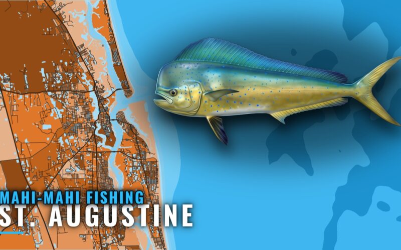 Mahi-mahi Fishing out of St. Augustine: Runs, Reefs, Rules