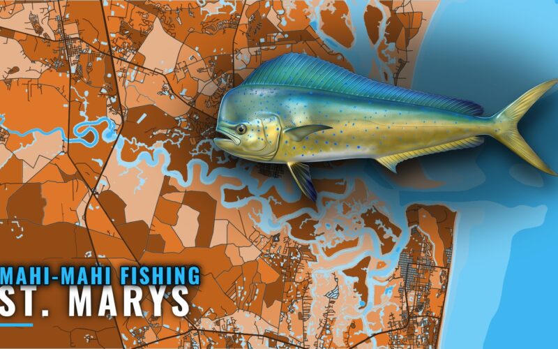 Mahi-Mahi Fishing Out of St. Marys: Runs, Reefs, Ledge