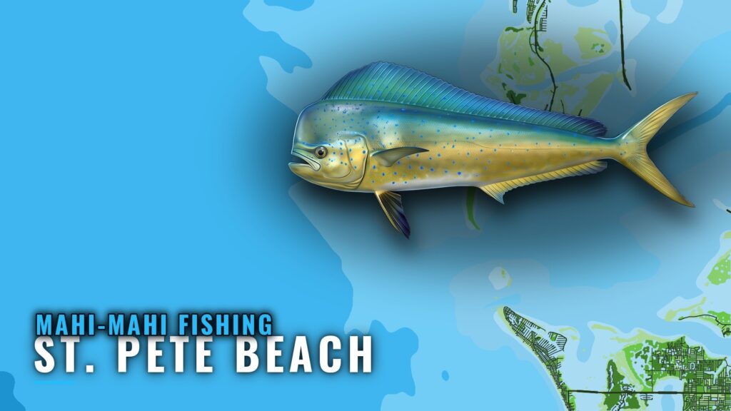 Mahi-mahi fishing out of St. Pete Beach: Runs and Reefs