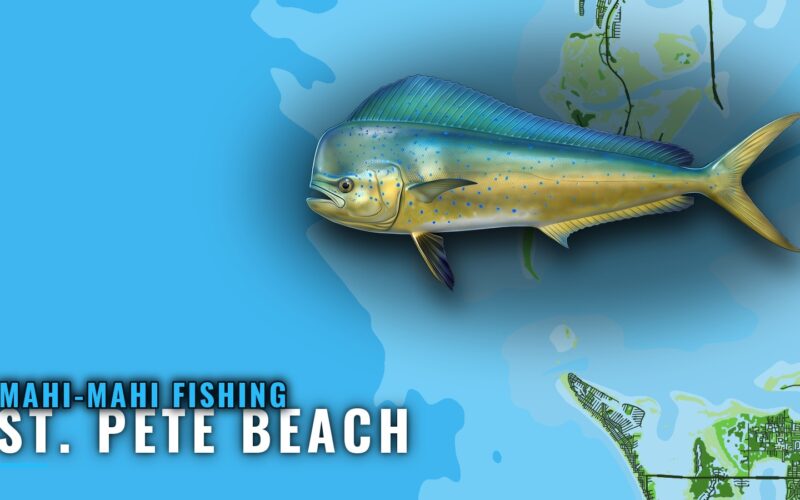 Mahi-mahi fishing out of St. Pete Beach: Runs and Reefs