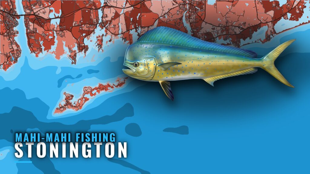 Mahi-mahi fishing out of Stonington: the offshore run