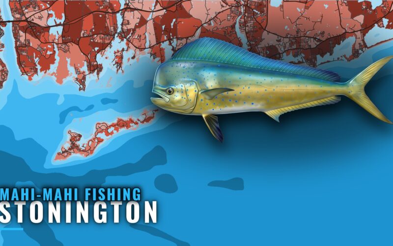 Mahi-mahi fishing out of Stonington: the offshore run