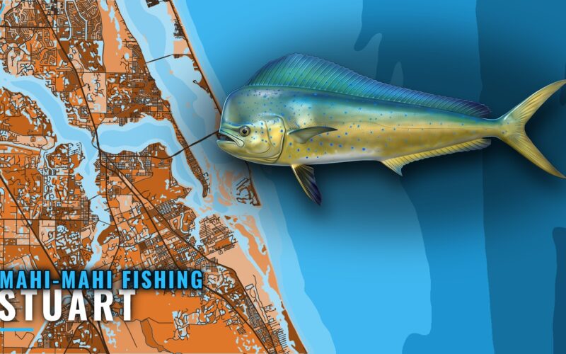 Mahi-Mahi Fishing Out of Stuart: Season, Grounds, Methods