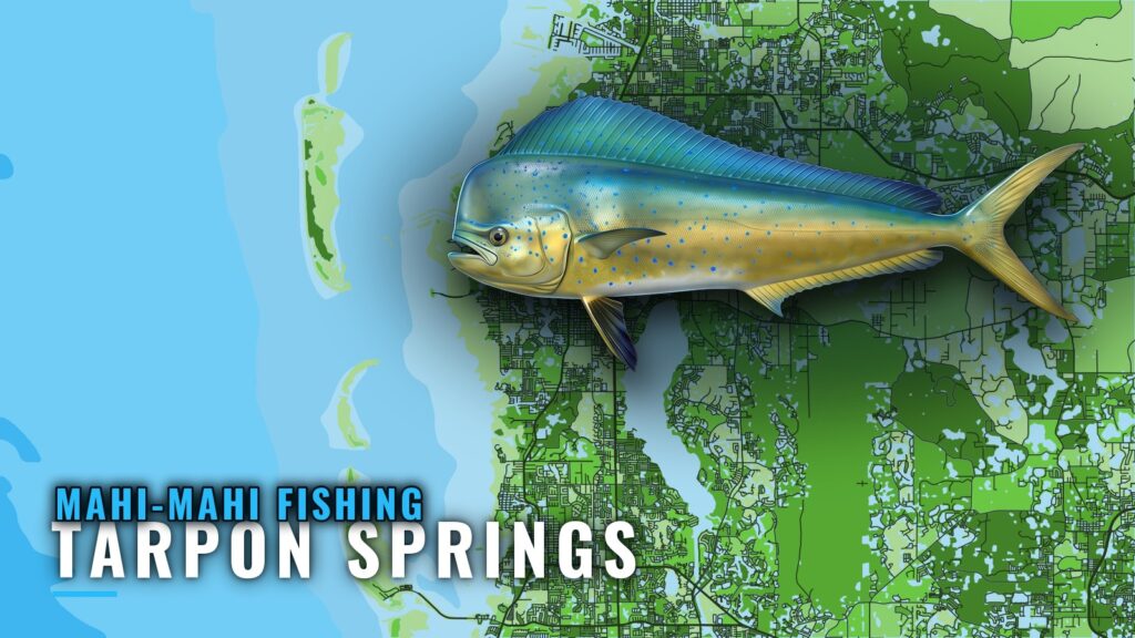 Mahi-mahi fishing out of Tarpon Springs: season and grounds