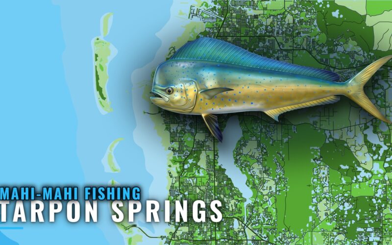 Mahi-mahi fishing out of Tarpon Springs: season and grounds