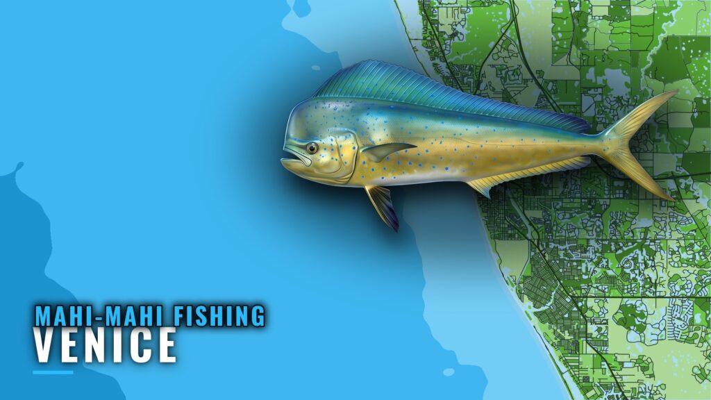 Mahi-mahi Fishing Out of Venice, Florida: Runs and Reefs