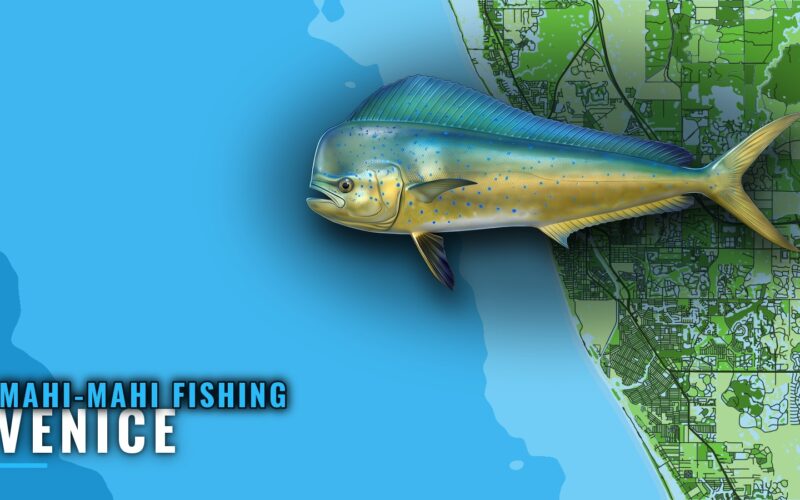Mahi-mahi Fishing Out of Venice, Florida: Runs and Reefs