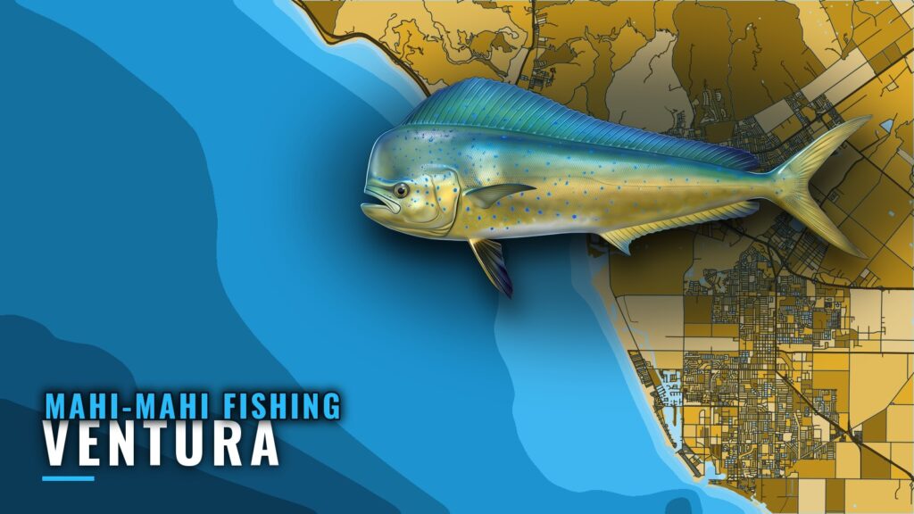 Mahi-mahi fishing out of Ventura: rare fish, island grounds