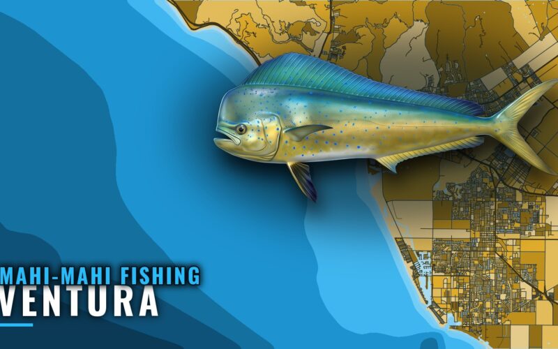 Mahi-mahi fishing out of Ventura: rare fish, island grounds