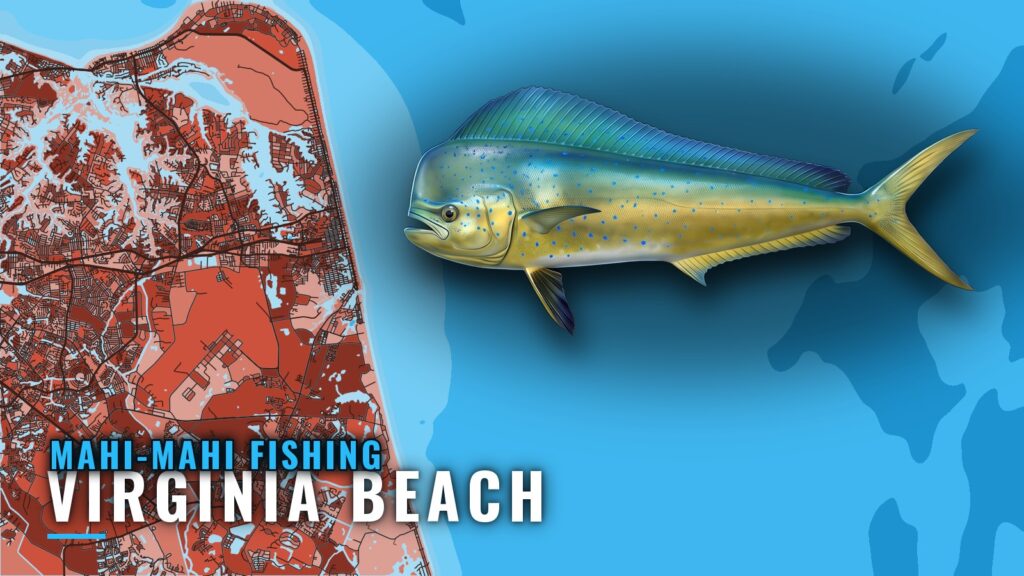 Mahi-mahi Fishing Out of Virginia Beach: Grounds and Season