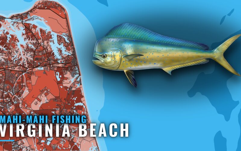 Mahi-mahi Fishing Out of Virginia Beach: Grounds and Season