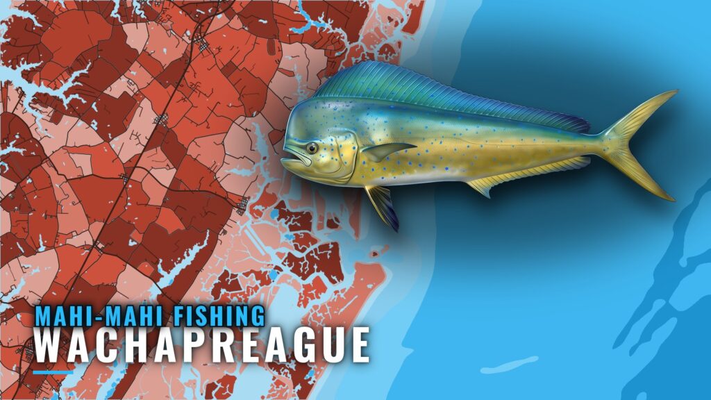 Mahi-mahi Fishing Out of Wachapreague: Lumps and Canyons