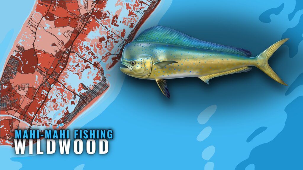 Mahi-mahi fishing out of Wildwood: canyons, reefs, charters