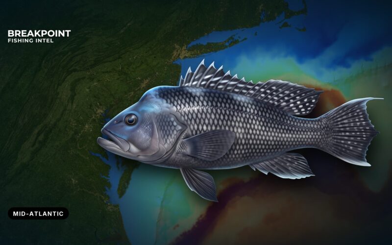 Mid-Atlantic and New England Federal Recreational Rules