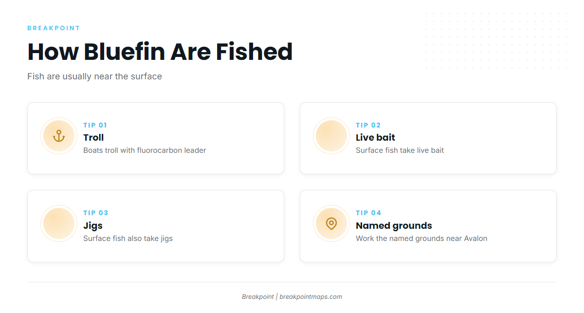 How bluefin are fished out of Avalon