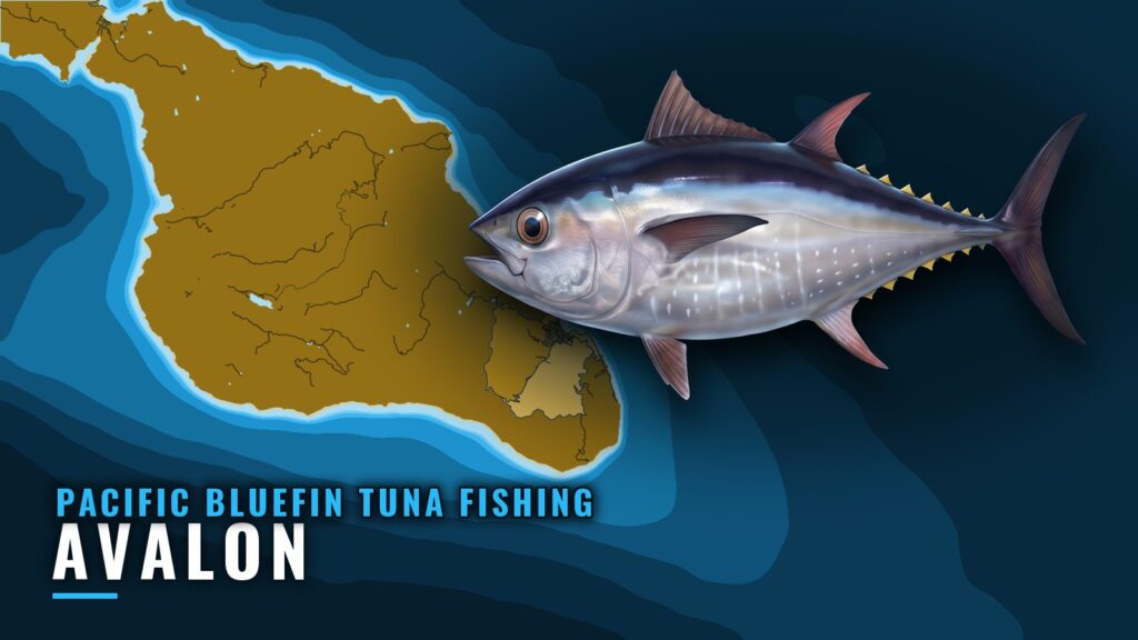 Pacific Bluefin Tuna Fishing Out of Avalon: Where to Look