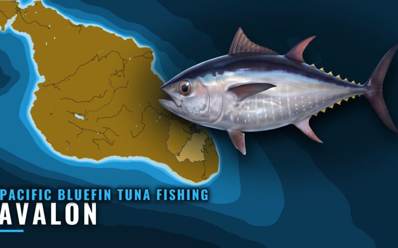 Pacific Bluefin Tuna Fishing Out of Avalon: Where to Look