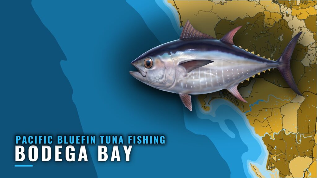 Pacific Bluefin Tuna Fishing Out of Bodega Bay