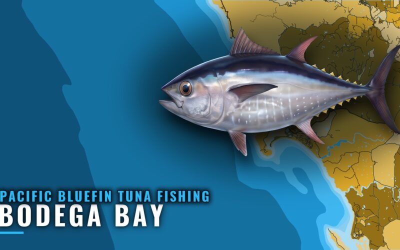 Pacific Bluefin Tuna Fishing Out of Bodega Bay