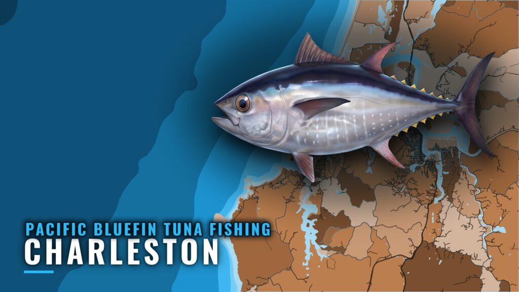 Pacific bluefin tuna fishing out of Charleston, Oregon