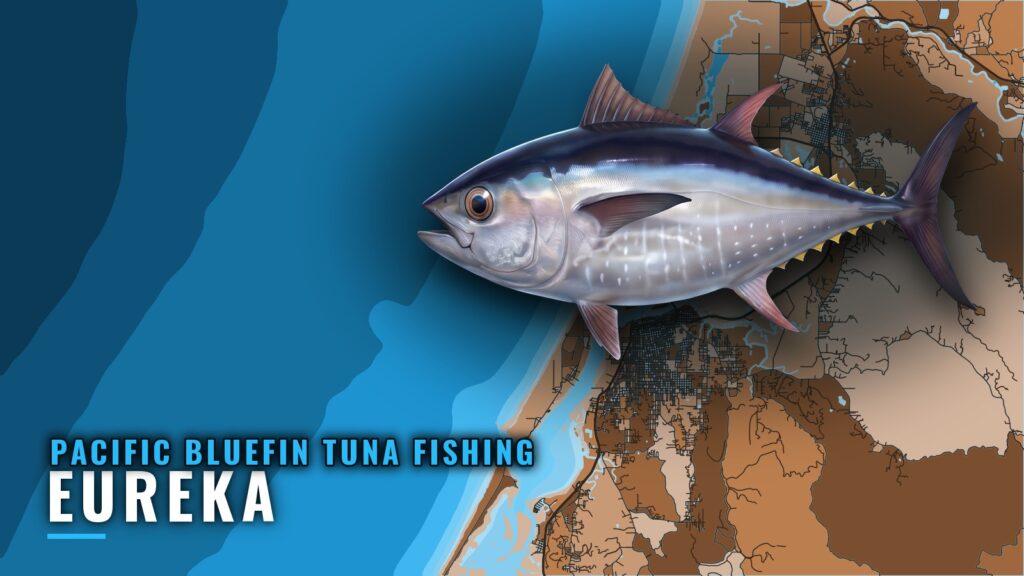 Pacific bluefin tuna fishing out of Eureka: port guide