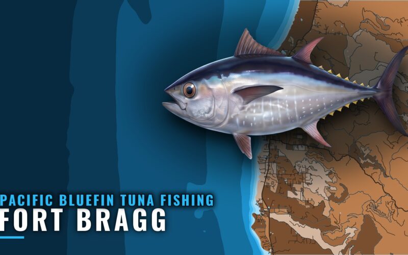 Pacific Bluefin Tuna Fishing Out of Fort Bragg: Noyo Harbor