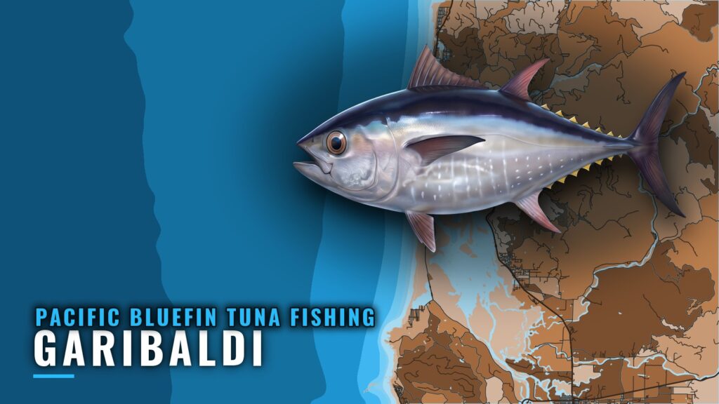 Pacific bluefin tuna fishing out of Garibaldi, Oregon