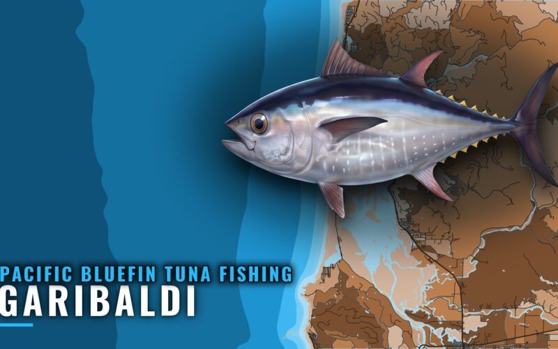 Pacific bluefin tuna fishing out of Garibaldi, Oregon