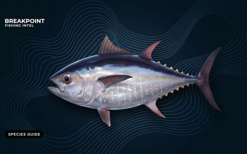 Pacific Bluefin Tuna Fishing Guide for US Anglers