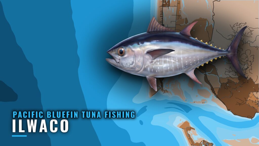 Pacific Bluefin Tuna Fishing Out of Ilwaco, Washington