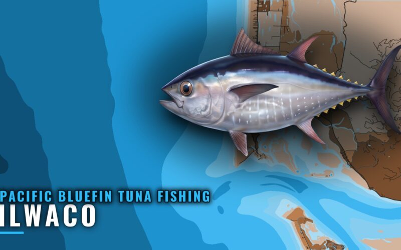 Pacific Bluefin Tuna Fishing Out of Ilwaco, Washington