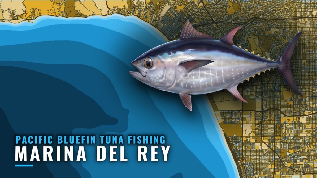 Pacific Bluefin Tuna Fishing Out of Marina del Rey, CA