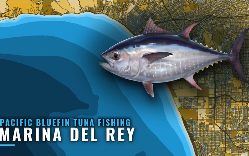 Pacific Bluefin Tuna Fishing Out of Marina del Rey, CA