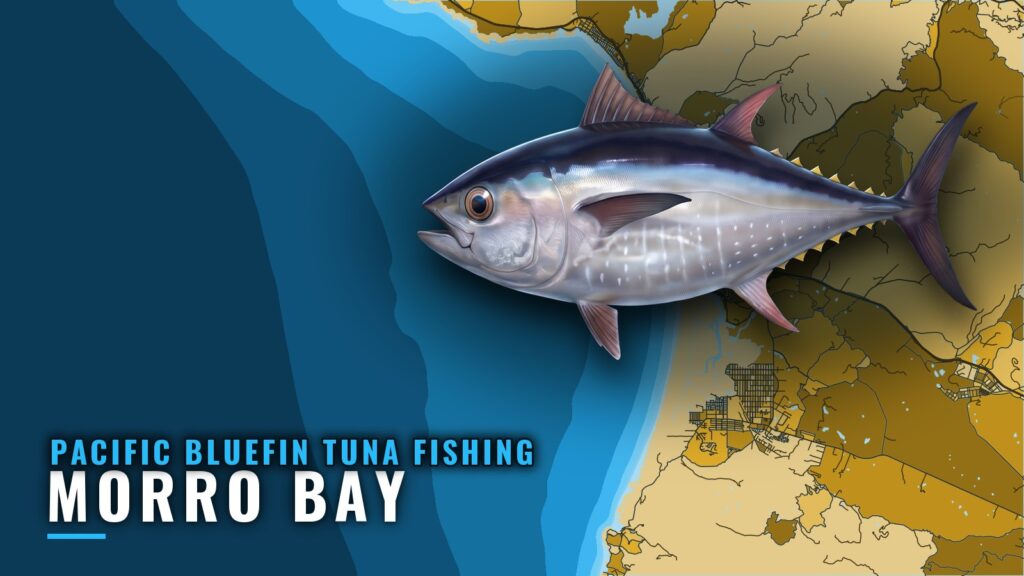 Pacific Bluefin Tuna Fishing Out of Morro Bay: Port Guide
