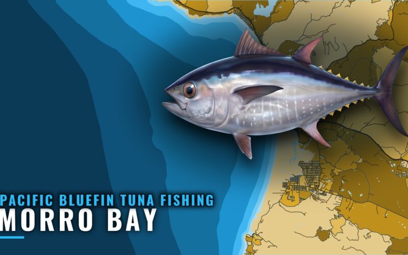 Pacific Bluefin Tuna Fishing Out of Morro Bay: Port Guide