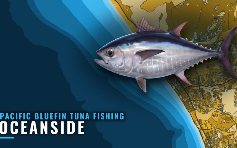 Pacific Bluefin Tuna Fishing Out of Oceanside: Port Guide