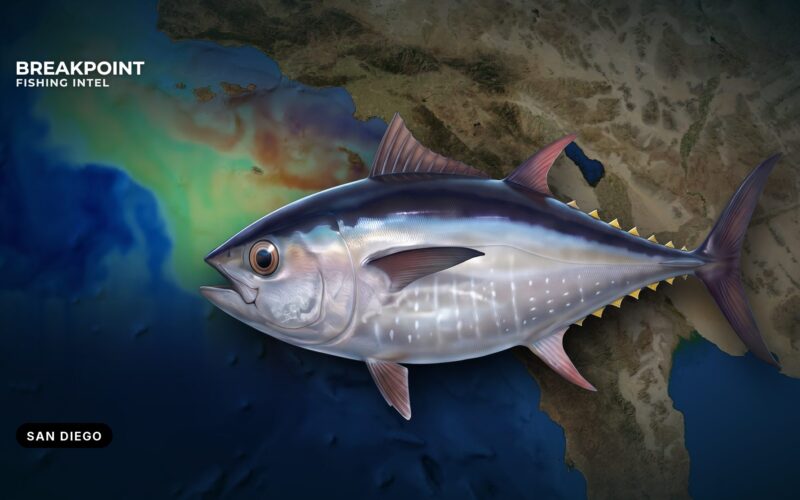 Pacific Bluefin Tuna Fishing off San Diego: A Local Guide