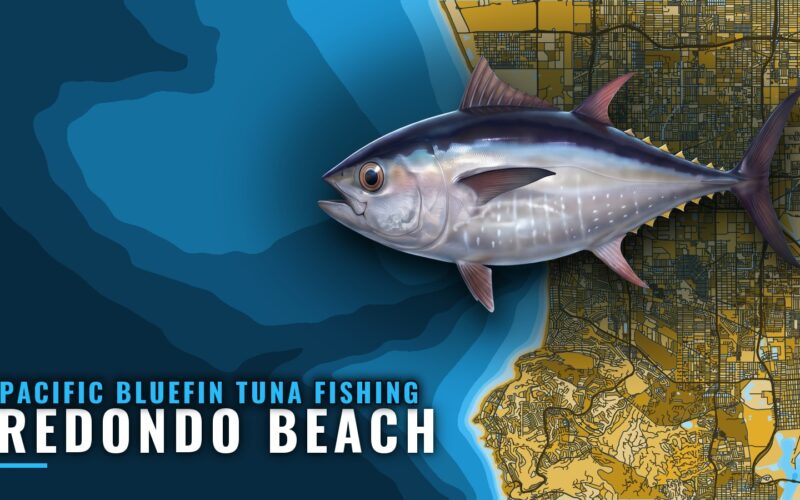 Pacific Bluefin Tuna Fishing Out of Redondo Beach, CA