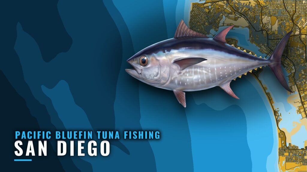 Pacific Bluefin Tuna Fishing Out of San Diego: Port Guide
