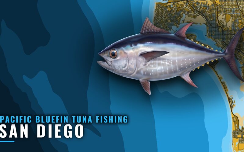 Pacific Bluefin Tuna Fishing Out of San Diego: Port Guide