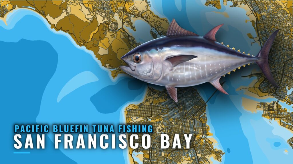Pacific bluefin tuna fishing out of San Francisco Bay