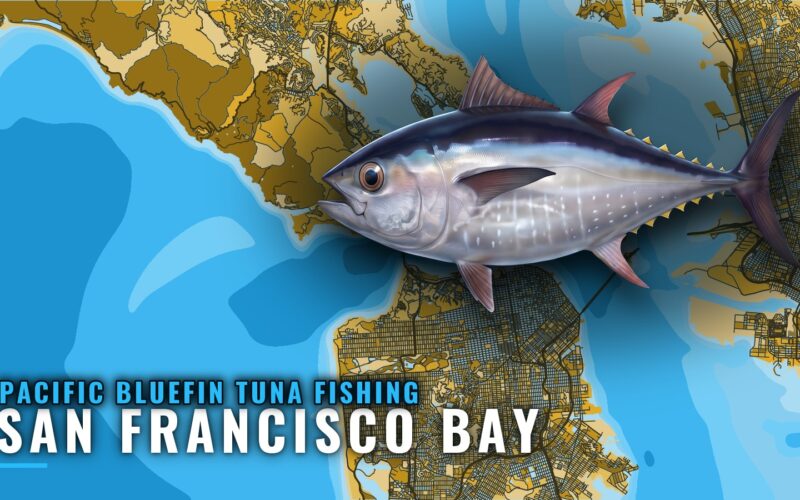 Pacific bluefin tuna fishing out of San Francisco Bay