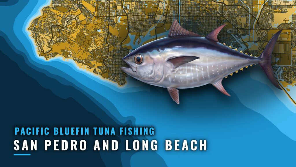Pacific Bluefin Tuna Fishing Out of San Pedro and Long Beach