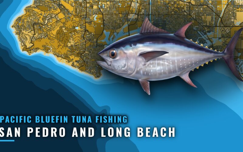 Pacific Bluefin Tuna Fishing Out of San Pedro and Long Beach