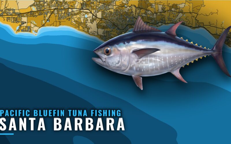 Pacific Bluefin Tuna Fishing Out of Santa Barbara Guide