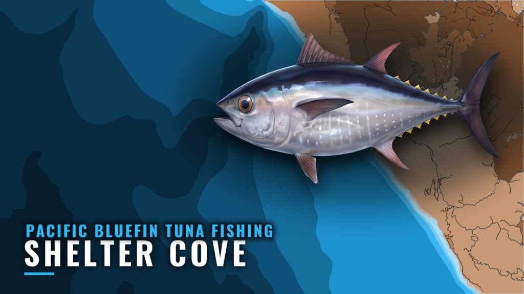 Pacific Bluefin Tuna Fishing Out of Shelter Cove, CA