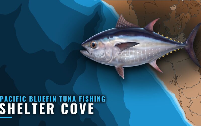 Pacific Bluefin Tuna Fishing Out of Shelter Cove, CA