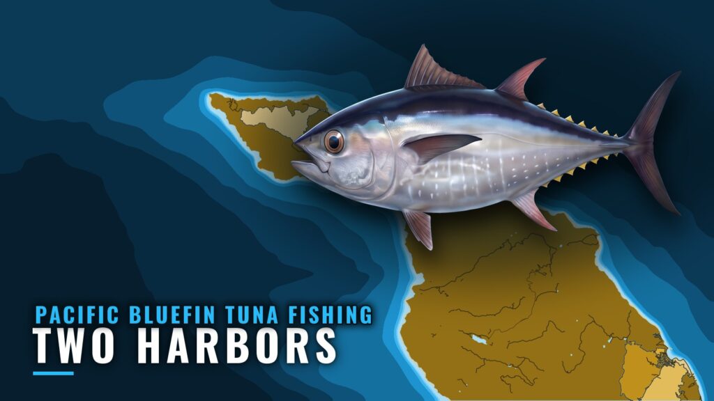 Pacific Bluefin Tuna Fishing Out of Two Harbors, CA
