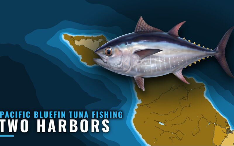Pacific Bluefin Tuna Fishing Out of Two Harbors, CA